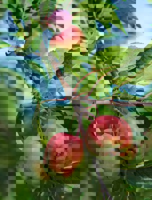 Röda äpplen på en gren 