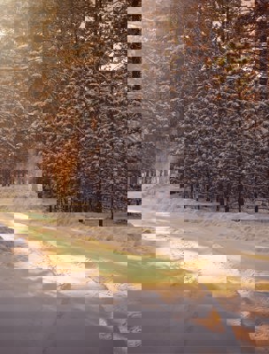 Skogsväg täck med snö på vintern