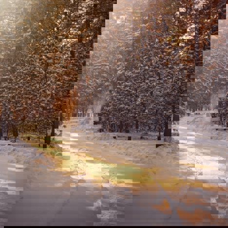 Skogsväg täck med snö på vintern