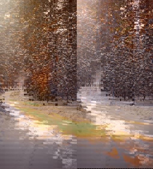 Skogsväg täck med snö på vintern