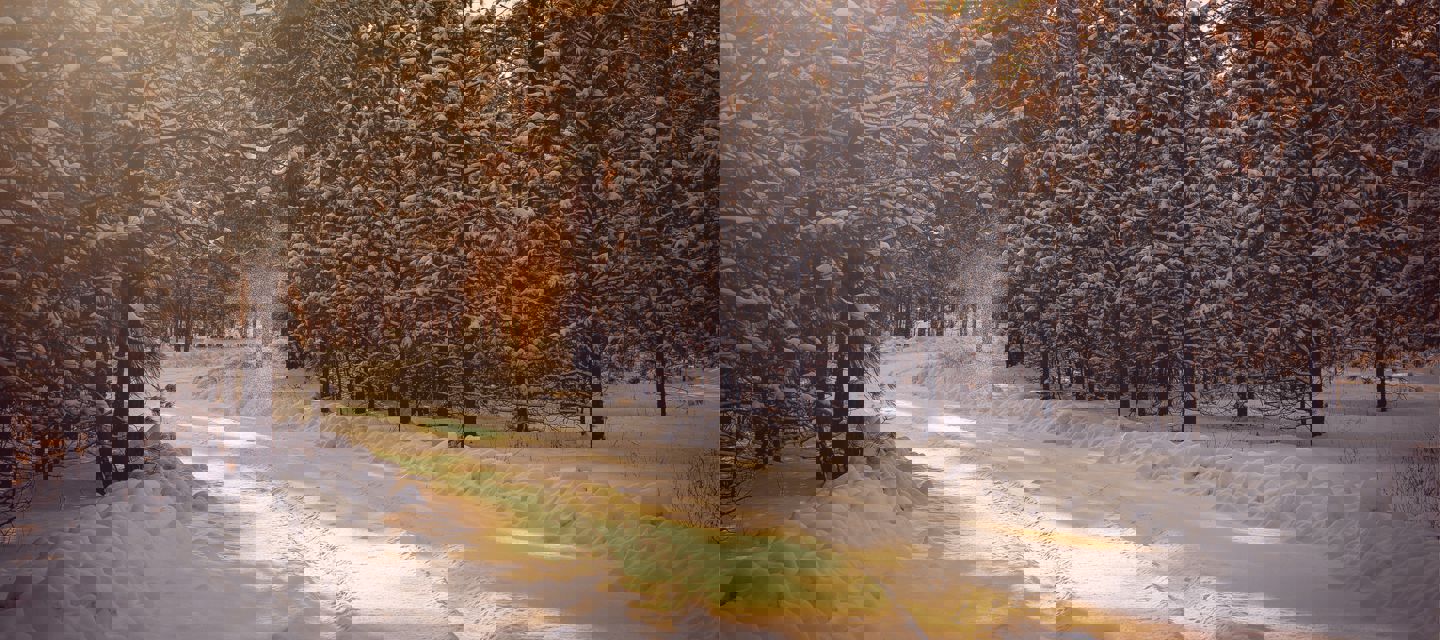 Skogsväg täck med snö på vintern