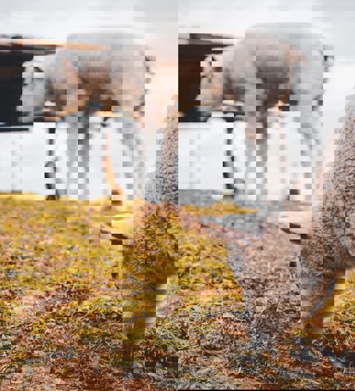 Två små lamm