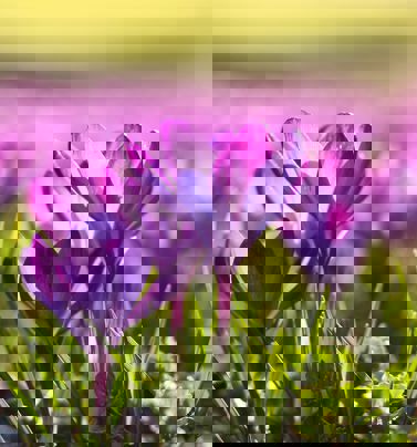 Ett lila krokusfält på våren